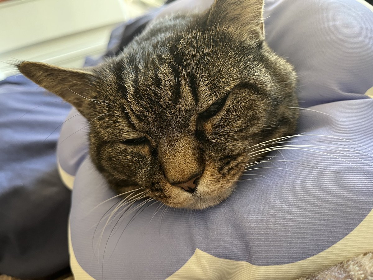 ねこじま まめたろう (@nekojima_22) / Posts / X