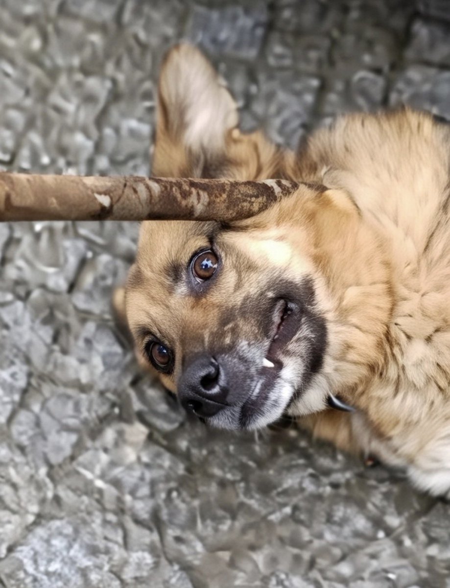 Paylaşmanın ve sevginin ayı Ramazan'da, savunmasız bir cana reva görülen bu zulüm hangi ibadete sığar? Bu bakışı unutmayın!!! 
Hayırlı falan da olmasın sizin Ramazanınız
<a href="/eyupbelediyesi/">Eyüpsultan Belediyesi</a> <a href="/GJCsTurkey/">Gloria Jean's Coffees Türkiye</a> <a href="/MehmetDincerler/">Mehmet Dincerler</a> <a href="/Dr_MBulentOzmen/">Dr. Mithat Bülent Özmen🐾</a>