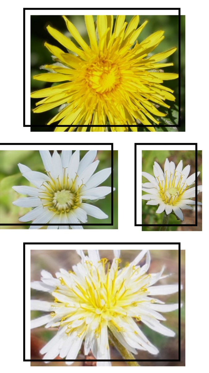 今日の誕生花はタンポポ💛🌸

たんぽぽは春のイメージだったけど
冬も見かけるようになったね
写真は春かな🌸
去年 白いタンポポに出会えて嬉しかったです😃✨