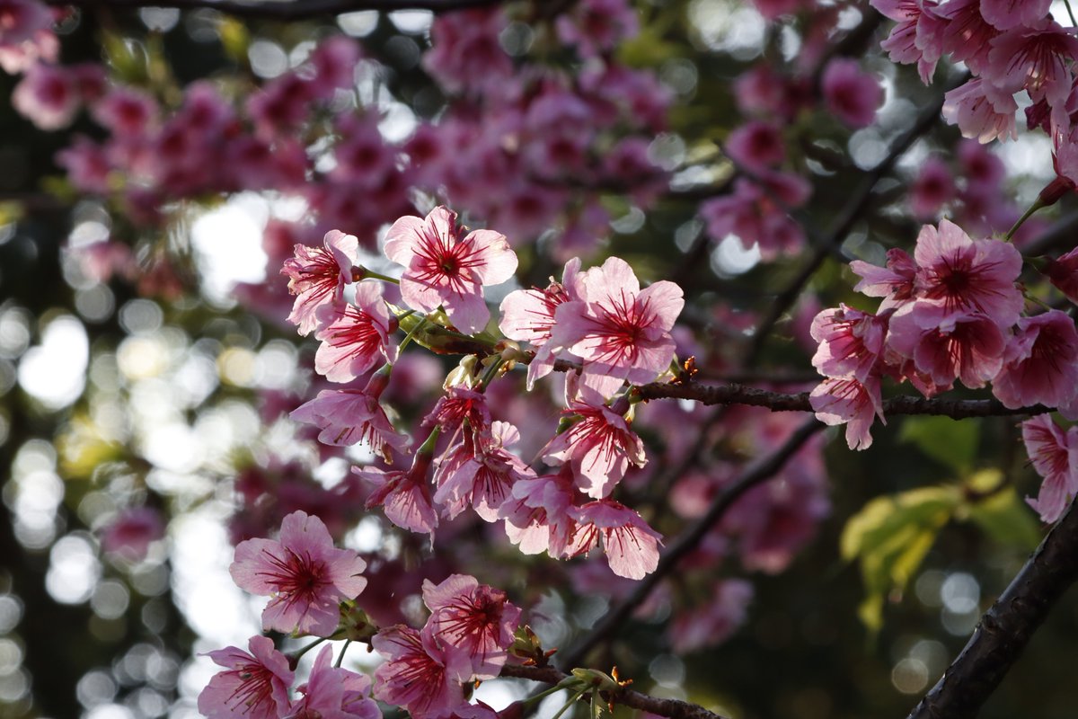 北極星🌟&風鈴草🍀 葉紫 tweet media