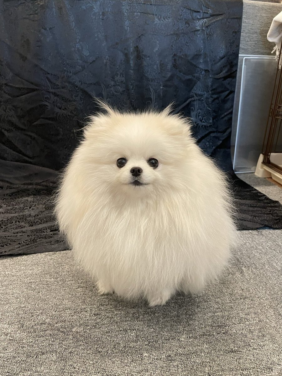 ちょむの抜けないツノ