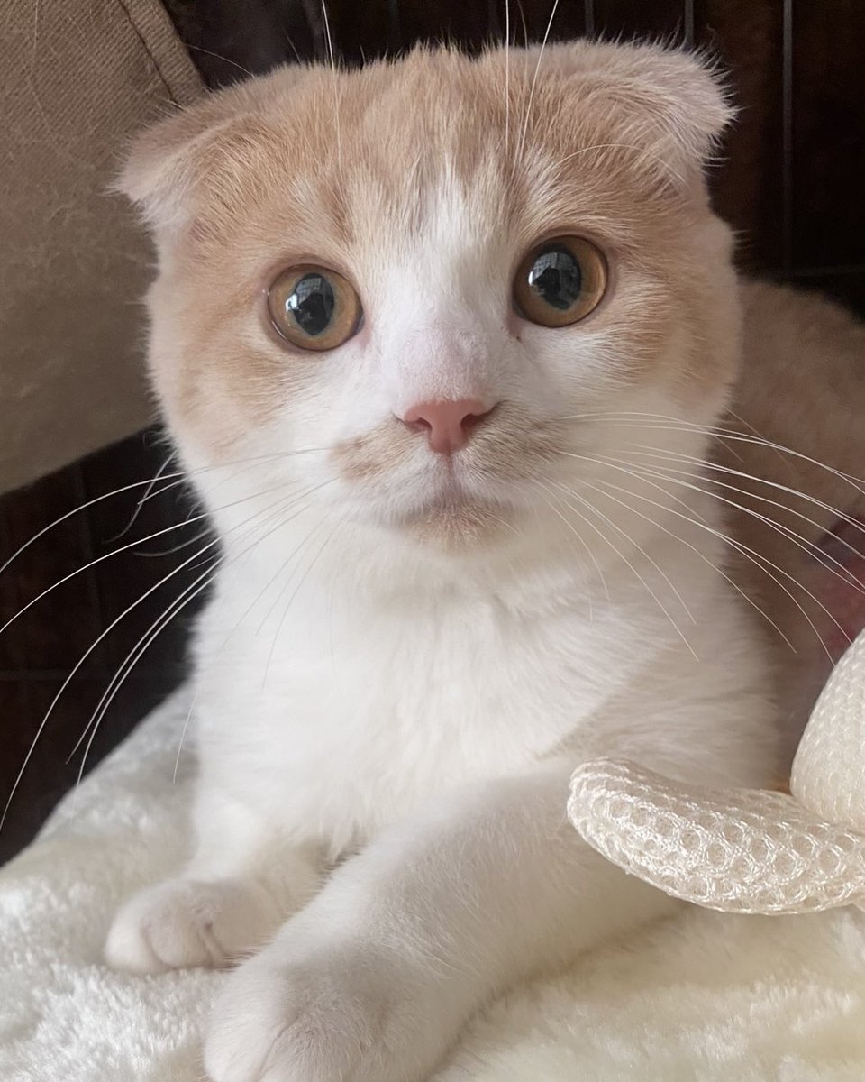 aknb_17's tweet photo. ととちゃん初エントリー🐱よろしくお願いします！
 #ファミリ～にゃ～ト大作戦 https://t.co/gyimT67Lzi