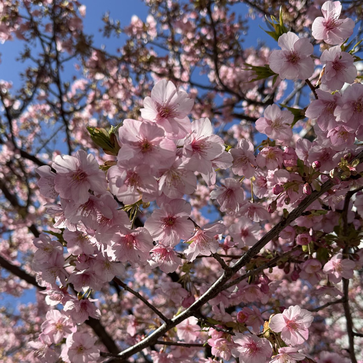 ろこ🌻🦔⸒⸒🧡 tweet media