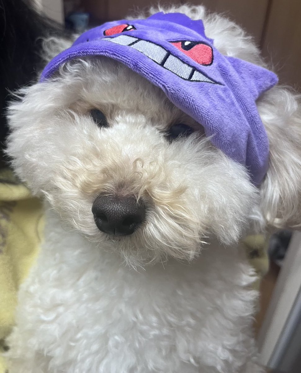 chouchou_pri's tweet photo. 色がかなり変わった友達の犬 https://t.co/b5ztiARRGv