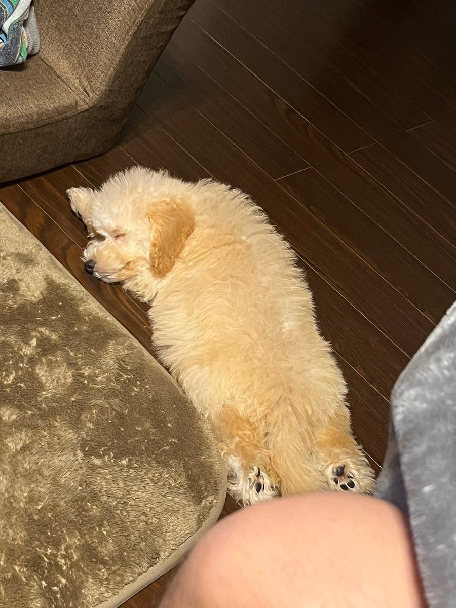 chouchou_pri's tweet photo. 色がかなり変わった友達の犬 https://t.co/b5ztiARRGv