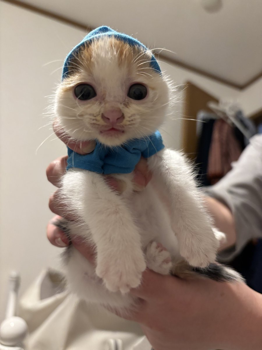 Post by ぽめ on X: …………