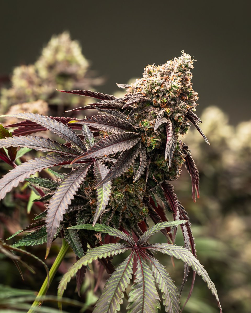 Sweetgrass Cannabis tweet media