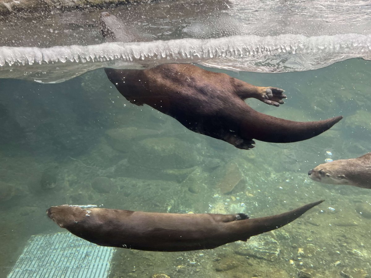 Ryan Primdahl tweet media