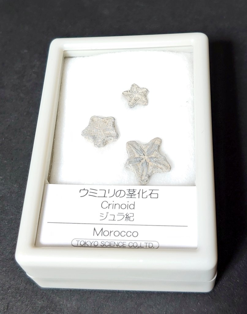 で、ウミユリの化石（レプリカ）に興奮してミュージアムショップで