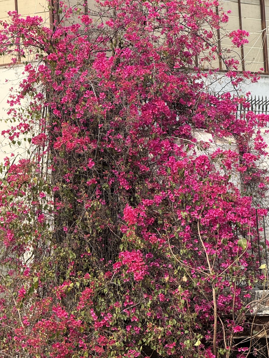 Cometh the spring; cometh a full bloom