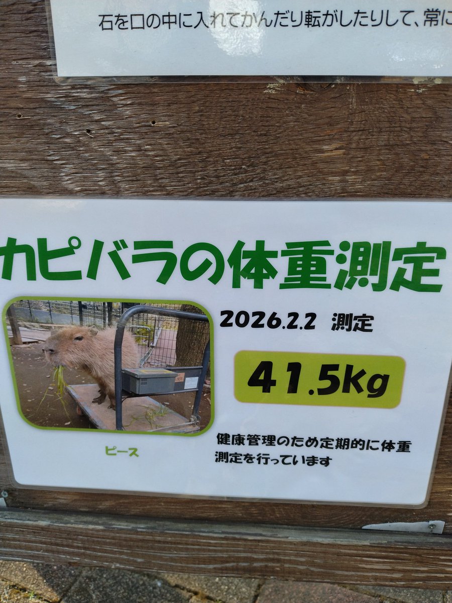 前回はわからないけど、体重キープかな？　#大宮公園小動物園　#カピバラ