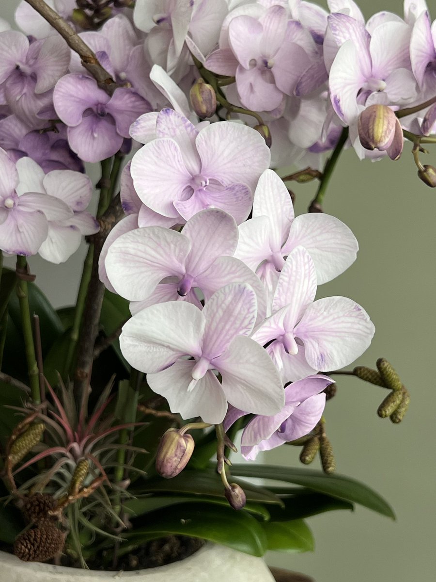 오차원ochawon tweet media