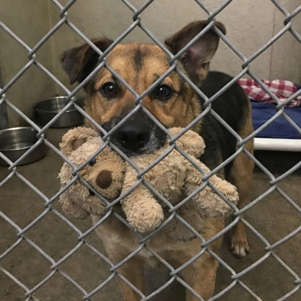The shelter volunteer told me something I’ll never forget: “He’s not trying to play — he’s trying to make a deal.” He believed that if he gave away the only thing he owned, someone might take him home.

That day, I went to the shelter with a clear plan. I wanted a puppy. I wanted