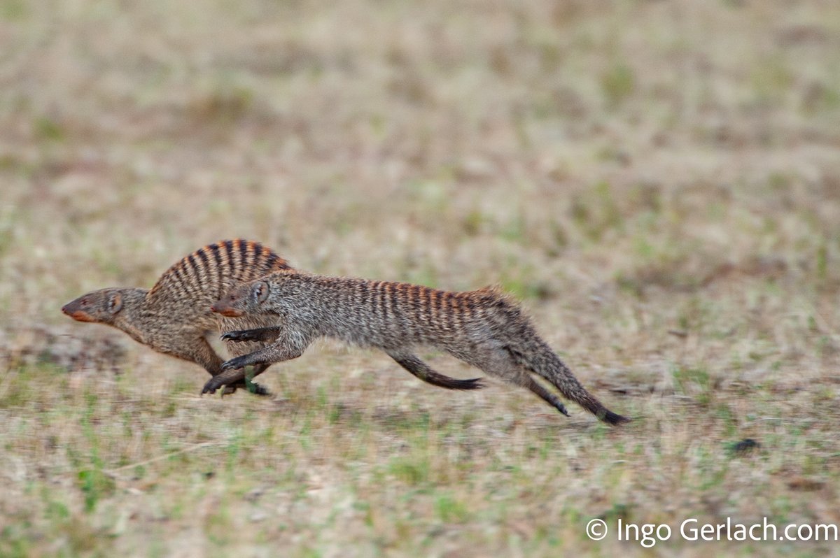 IngoGerlach3's tweet image. @Follower#Mangusten in voller Flucht vor einem #Beutegreifer. #Masai Mara, #Kenia, #Nikon D5 mit # 280-400mm