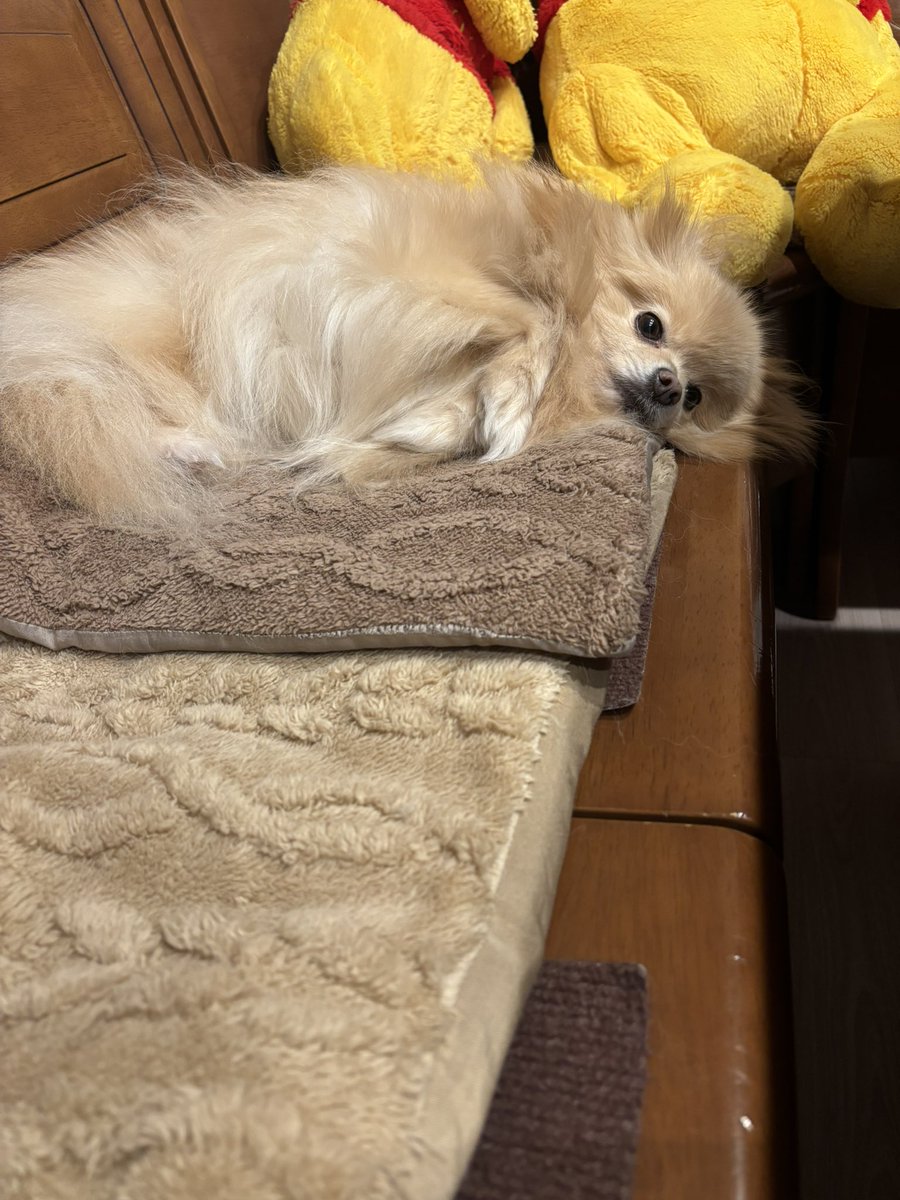 あぐ(8)うに(3)🐾🐾 tweet media