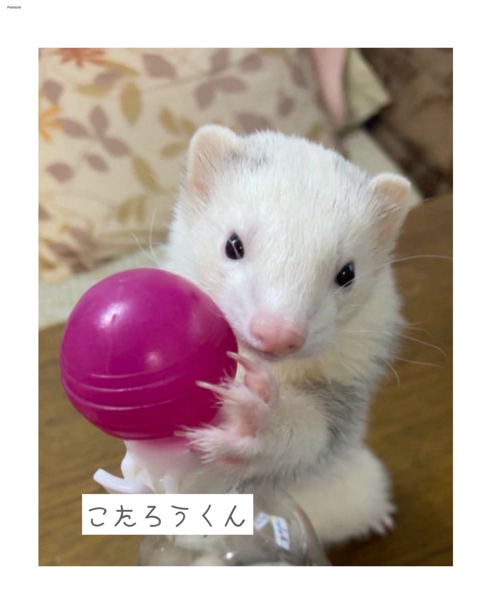 カトユリ mocostyle + plus (羊毛フェルト) tweet media