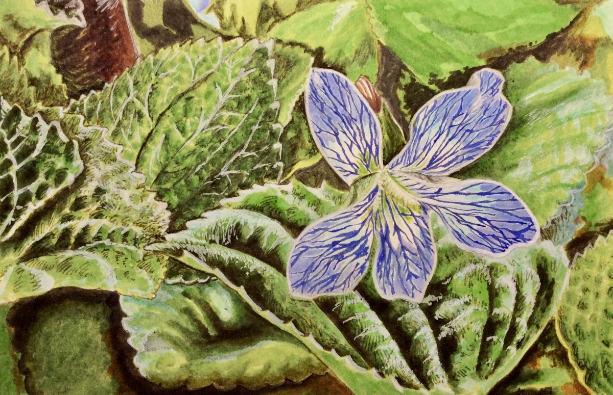 RaymondDukes706's tweet photo. #ViolaFlower #MixedMedia #Art https://t.co/zl5pVWy5ai