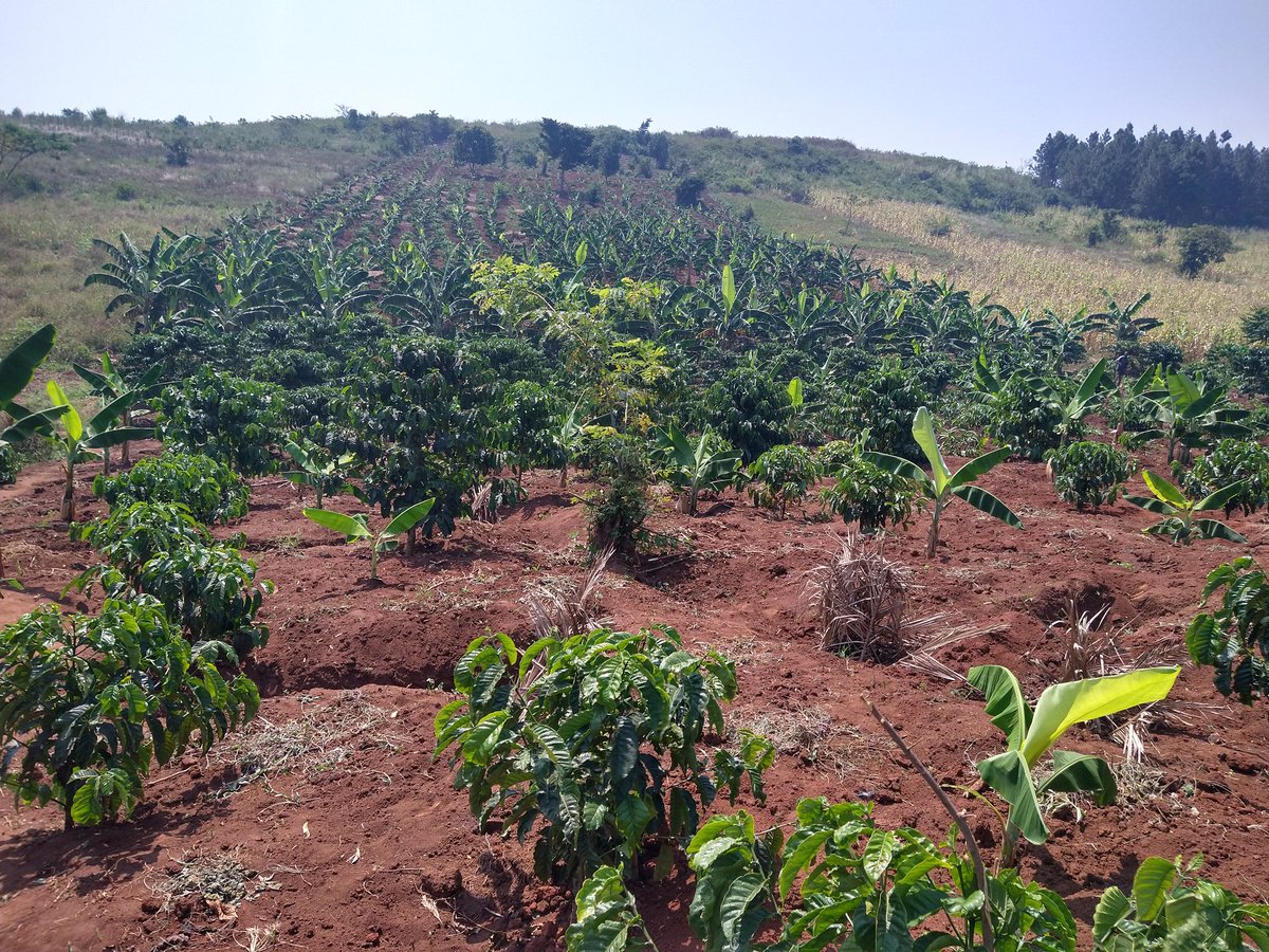 Climate-smart intervention to increase coffee productivity. Saerd-tech Consultants is devoted to supporting farmers in Uganda and the region#irrigationforfoodsecurity #climate #coffee #yields