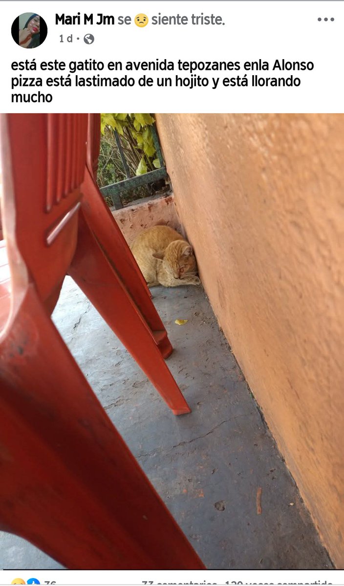 A este pobre gato lo habían publicado como herido afuera de esa pizzería

Lo que no sabían todavía, era que los muertosdehambre de la <a href="/alonsospizza/">Alonsos Pizza</a>, fueron quienes lo golpearon