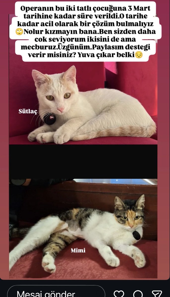 SAMSUN Opera ve Bale nin çocukları şikayet edilmişler!!! Acil yuva aranıyor yoksa sokağa gidecekler sanırım😔