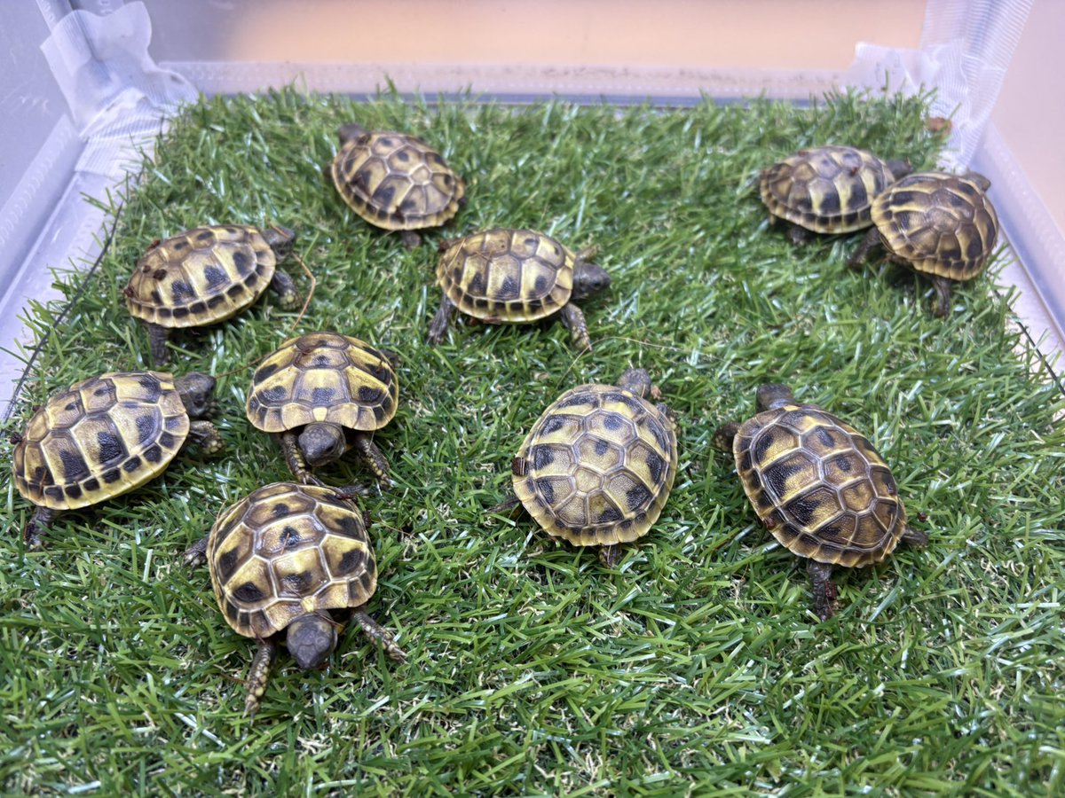 zoosquare's tweet photo. #ヒガシヘルマンリクガメ 
ベビー10匹
大きめ♂1匹
入荷です！
 #アカアシリクガメ 
バルバトスジャイアント個体
3匹来てます！
 #ロシアリクガメ 
あまりにも人気すぎて残り2匹！
お早めに！
 #ズースクエア藤枝   #静岡  #爬虫類 https://t.co/Lc1MX3Jwri