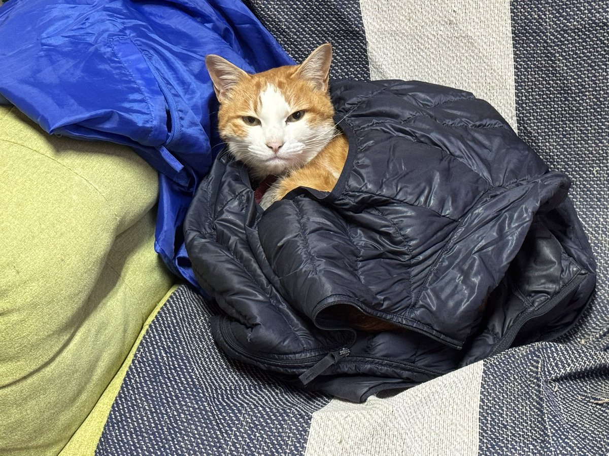 ネコちゃんいるよ😽 #hfmpush