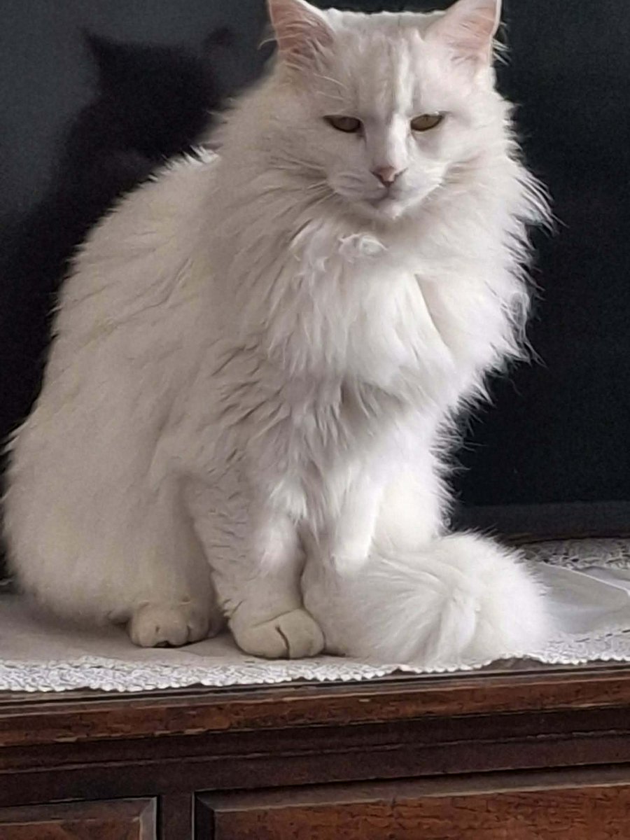 חתולה מדהימה וידידותית מחפשת בית חדש בו תהיה אהובה כמו בבית הנוכחי שלה. היא בת שלוש, קיבלה את כל החיסונים, בריאה וכמו שאתם רואים, יפיפיה אמיתית.
לפרטים נוספים פנו ללודמילה
0544554318 

אשמח גם לשיתופים😻