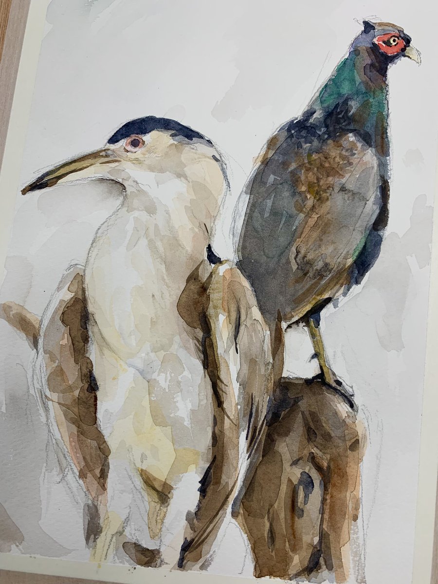 本日の木曜水彩教室🖼️ みんなで鳥を描きました。 「キジ」「サギ