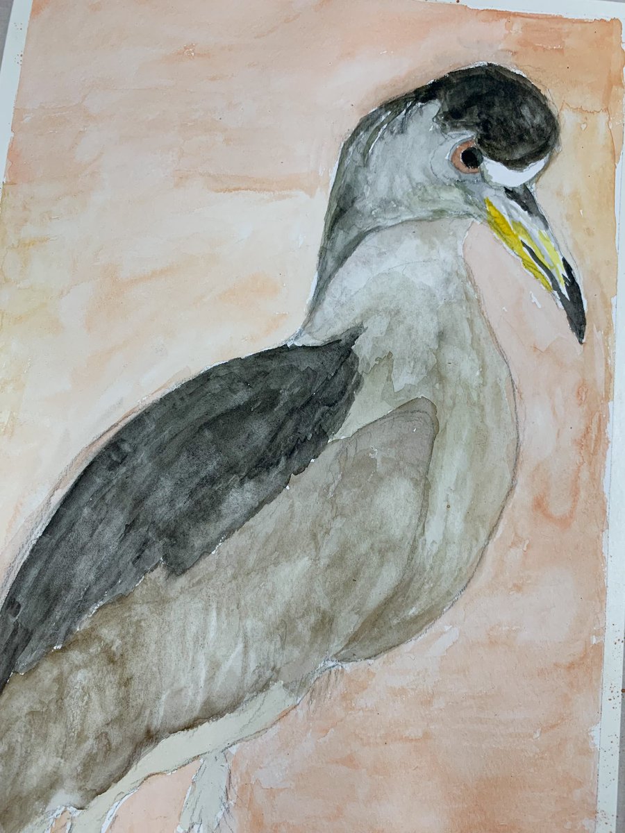 本日の木曜水彩教室🖼️ みんなで鳥を描きました。 「キジ」「サギ