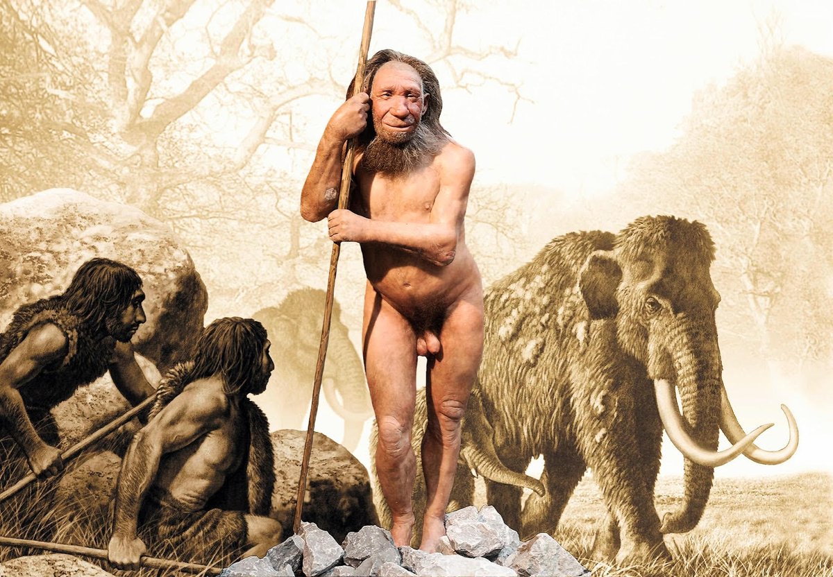 FieggenTineke's tweet photo. Wat zat er in de gereedschapskist van een neanderthaler https://t.co/0dAKVPbtjq
De "gereedschapskist" van een Neanderthaler, die leefde tussen ongeveer 400.000 en 40.000 jaar geleden, bevatte eenvoudige maar functionele werktuigen, voornamelijk van #steen, #bot en #hout.
Stenen werktuigen: Handbijlen, schrapers en punten van vuursteen of andere harde steensoorten, gebruikt voor snijden, schrapen van huiden, jagen en voedselbereiding (bijv. Levallois- en Moustérien-technieken).
Houten werktuigen: Speren met geslepen punten, soms met stenen speerpunten, voor jacht en verdediging.
Botten gereedschappen: Naalden, priemen en schrapers van bot of gewei, gebruikt voor het bewerken van huiden en het maken van kleding.
Natuurlijke materialen: Touw of bindmateriaal van plantvezels of dierenpezen om werktuigen te bevestigen of te dragen.
Neanderthalers waren vindingrijk en pasten hun gereedschappen aan aan de omgeving, wat hun overleving ondersteunde in diverse klimaten. Archeologische vondsten, zoals in Europa en het Midden-Oosten, tonen hun vakmanschap.
3 wallpapers
#Neanderthalers #gereedschap #Neanderthals #tools #Neandertaler #Werkzeuge #Neandertales #herramientas #Néandertaliens #outils