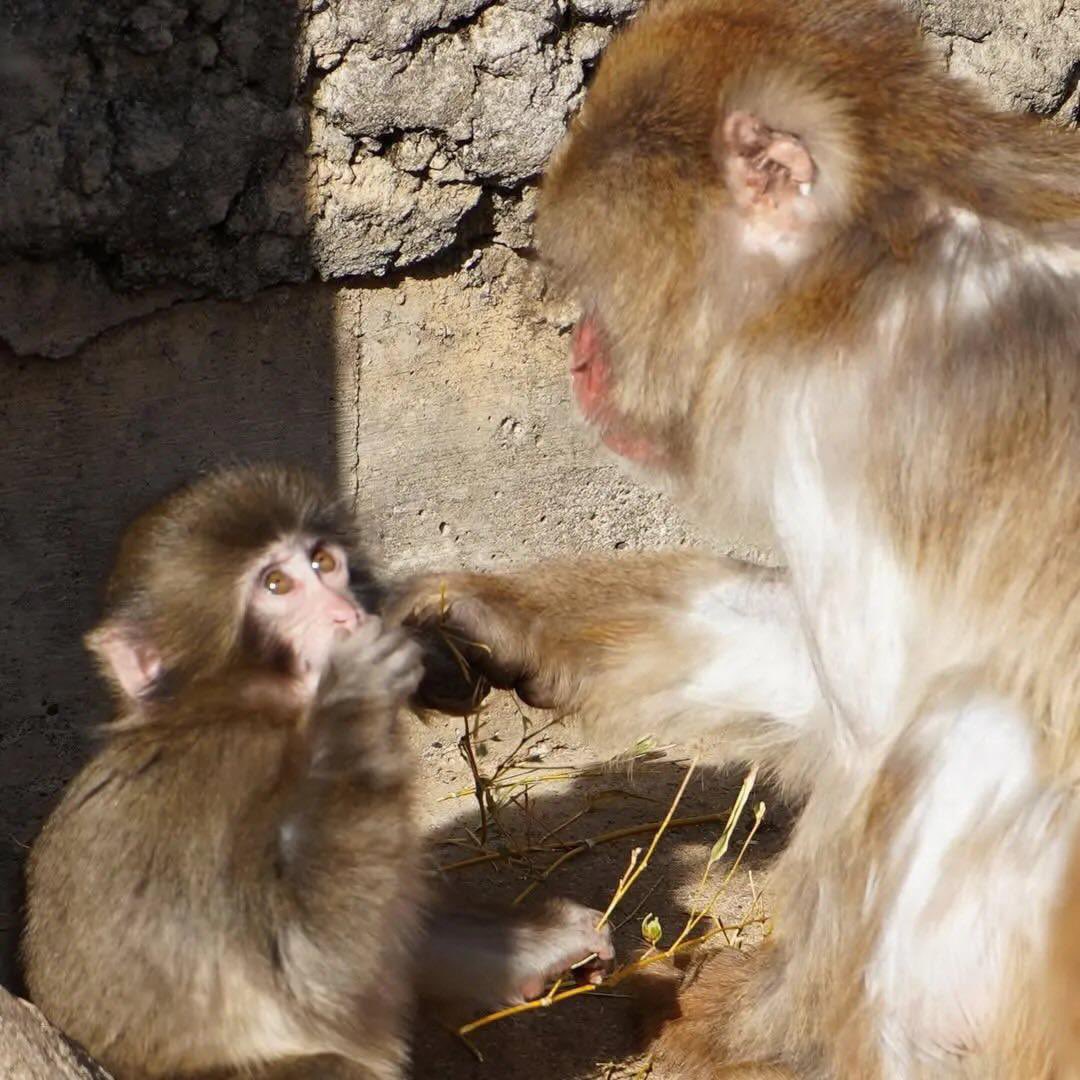 we all see ourselves in $punch

 #がんばれパンチ