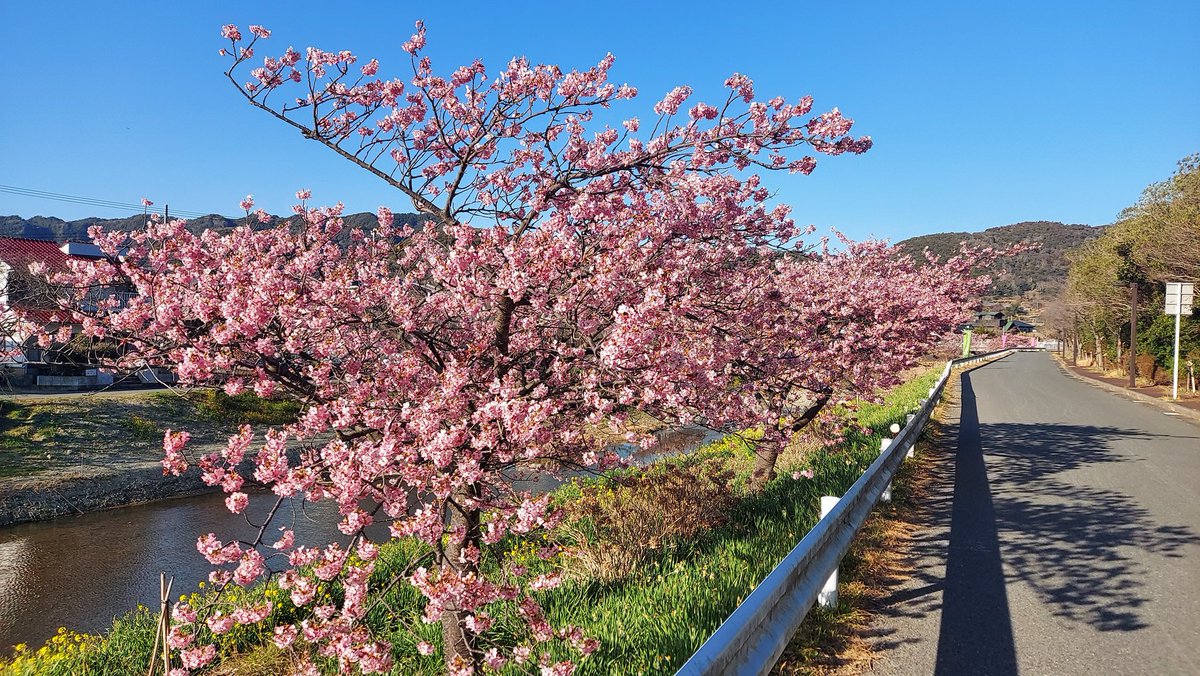 保田川沿いの頼朝桜はちょっと盛りを過ぎていたようだった。