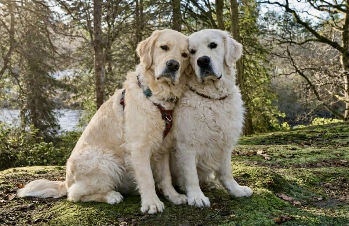 warmfuzzie's tweet photo. @DreyfusJames My boys, my world 💕💕 https://t.co/lRDc6VsqVl