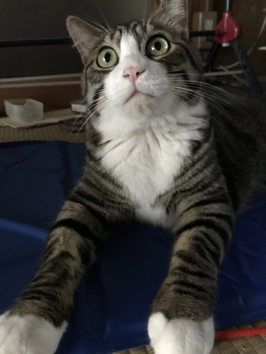 Zmitsulugi tweet media