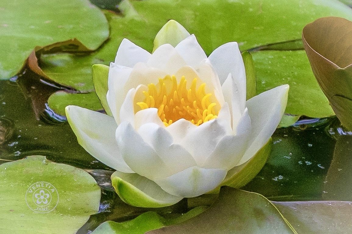 A star looked down upon the earth and longed to gladden human hearts. Seeing a lake that mirrored the night sky, it slipped from the heavens into the dark water. By dawn it had become a radiant white water lily, its golden heart shining— a silent beacon of hope. #FolkloreThursday