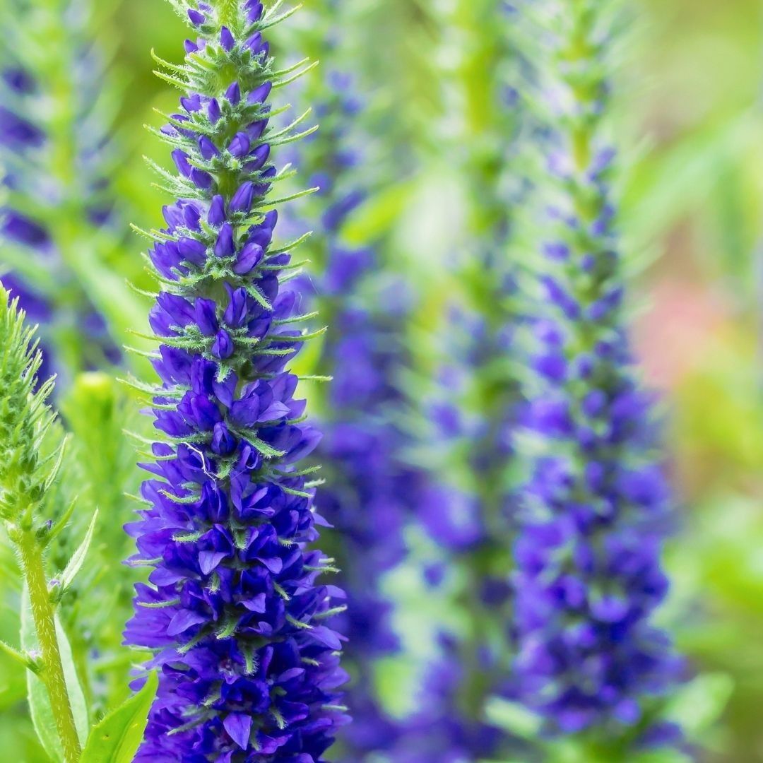 Vaste_Tuinplant's tweet photo. Een tuin die elk seizoen iets laat zien ๐ธ
Het geheim? Slim combineren: bloeitijd, hoogte en zon. Stap voor stap is genoeg.
https://t.co/5ZOyVuajwm
#VastePlanten #TuinInspiratie #TuinTips https://t.co/L5OPRM5HXn