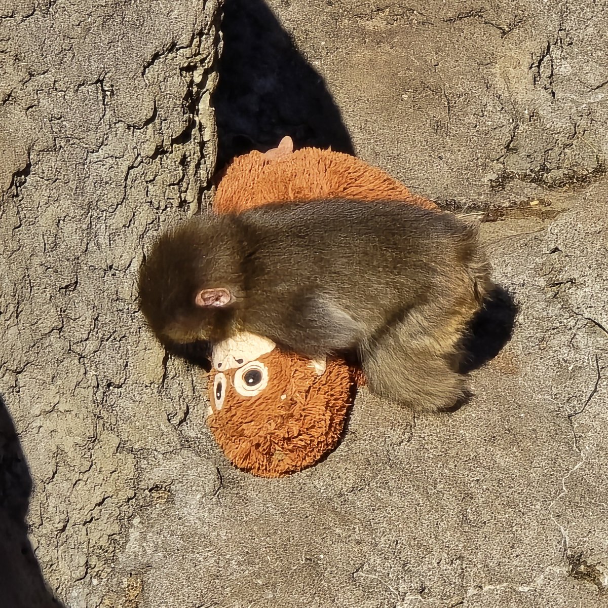 パンチくんとオランママ

#市川市動植物園