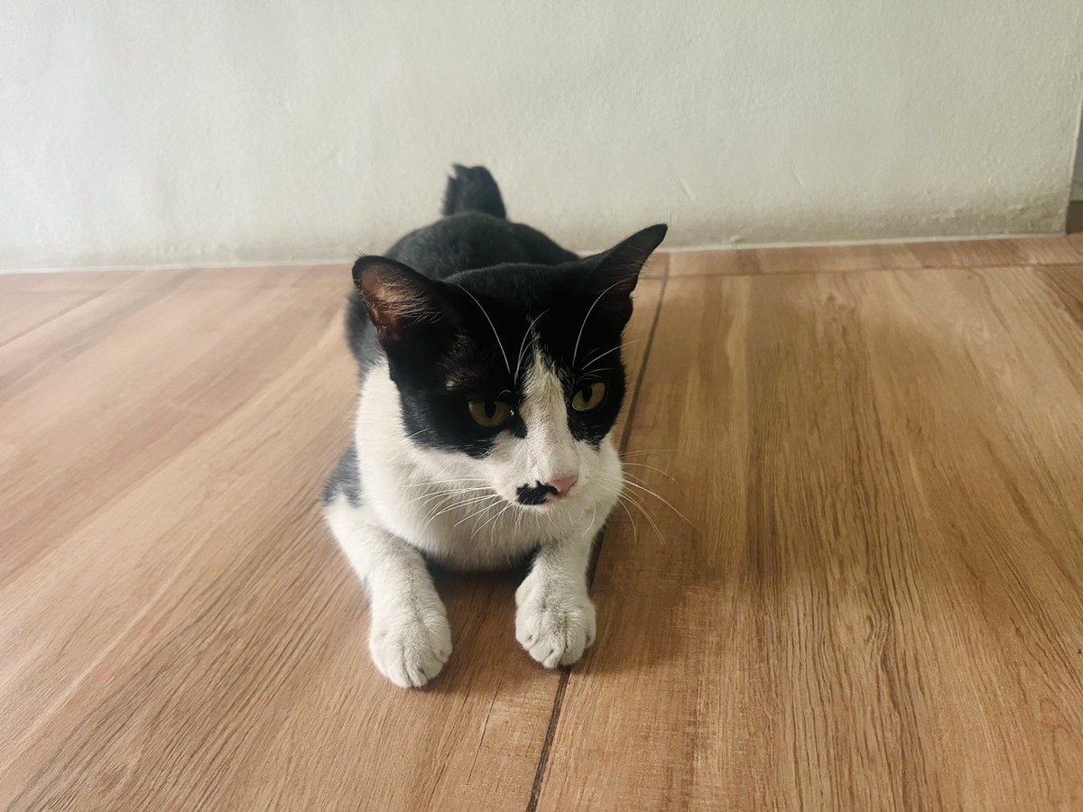 CatsterClub's tweet image. 🏠 หาบ้านให้น้องแมว 🏠 (ฝากประกาศ)

เพศเมียคะ อายุประมาณ 9-10 เดือนคะ 
พิกัด วัดไผ่เขียวดอนเมือง ถนนสรงประภา
เบอร์โทร 095-9895869  ค่ะ 

ใครสนใจรับดูแลติดต่อหาเจ้าของได้เลยนะคะ หรือ ช่วยกันรีกระจายข่าวก็ได้ค่า มาช่วยกันหาบ้านอันอบอุ่นให้น้องกันนะคะ