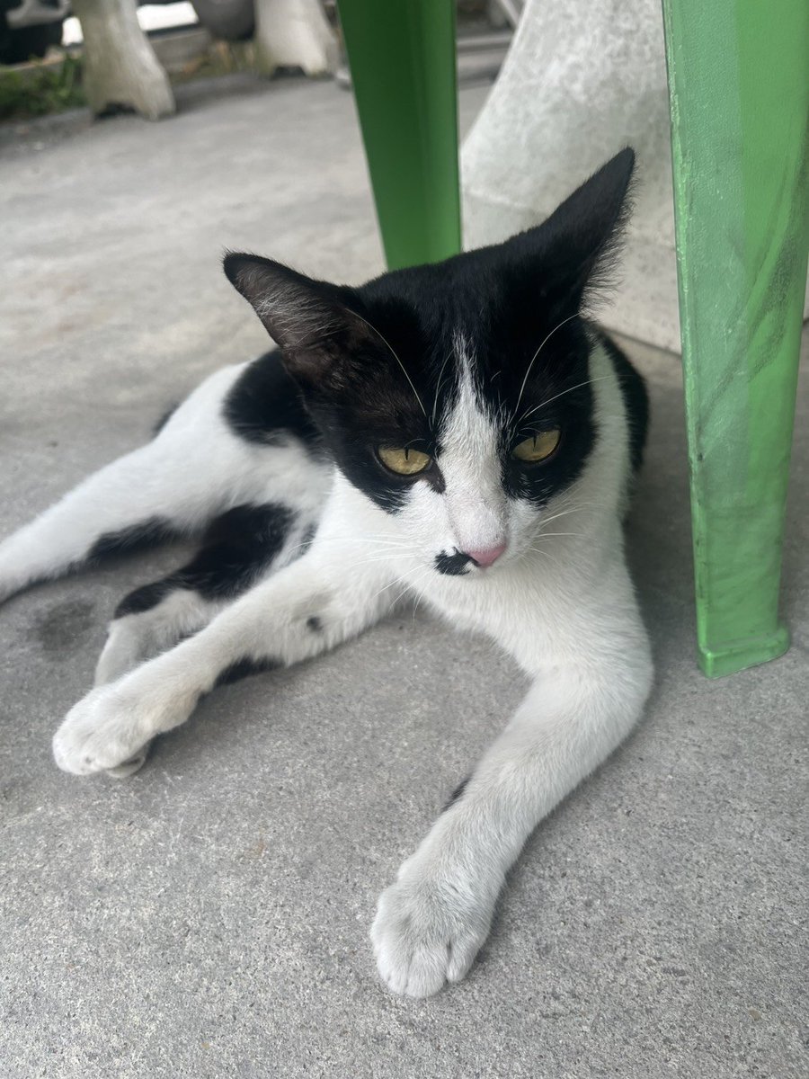 CatsterClub's tweet image. 🏠 หาบ้านให้น้องแมว 🏠 (ฝากประกาศ)

เพศเมียคะ อายุประมาณ 9-10 เดือนคะ 
พิกัด วัดไผ่เขียวดอนเมือง ถนนสรงประภา
เบอร์โทร 095-9895869  ค่ะ 

ใครสนใจรับดูแลติดต่อหาเจ้าของได้เลยนะคะ หรือ ช่วยกันรีกระจายข่าวก็ได้ค่า มาช่วยกันหาบ้านอันอบอุ่นให้น้องกันนะคะ