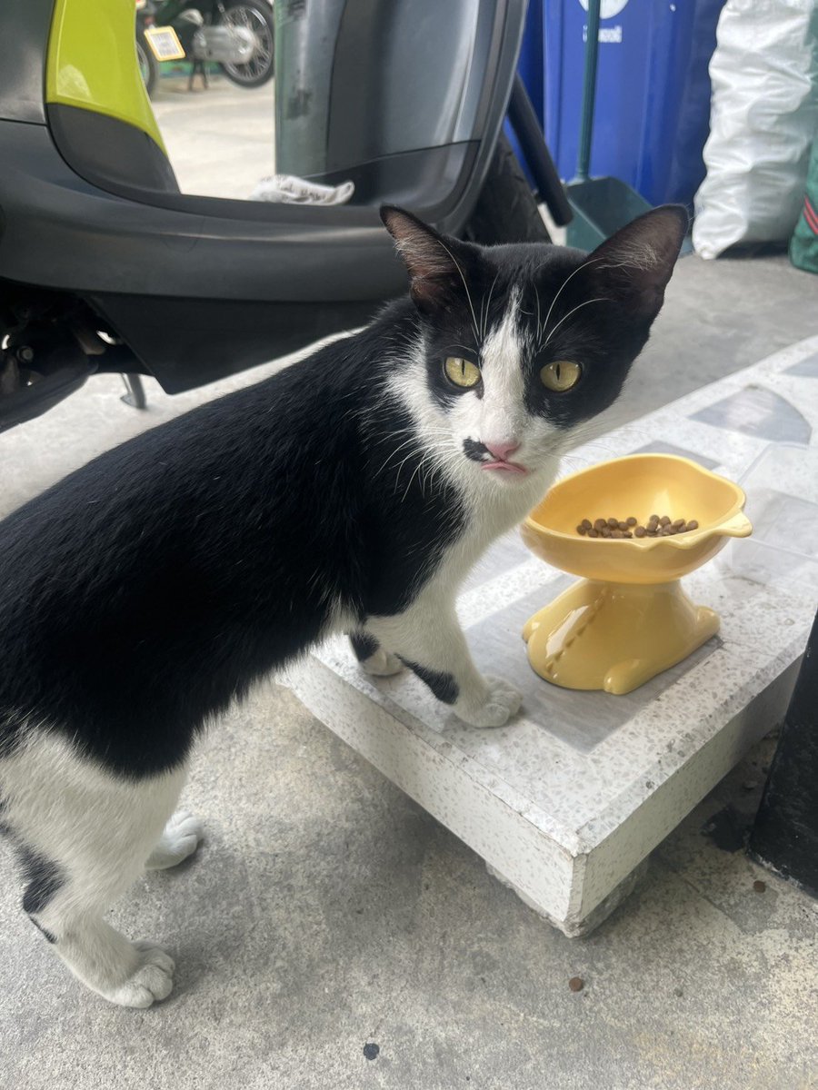 CatsterClub's tweet image. 🏠 หาบ้านให้น้องแมว 🏠 (ฝากประกาศ)

เพศเมียคะ อายุประมาณ 9-10 เดือนคะ 
พิกัด วัดไผ่เขียวดอนเมือง ถนนสรงประภา
เบอร์โทร 095-9895869  ค่ะ 

ใครสนใจรับดูแลติดต่อหาเจ้าของได้เลยนะคะ หรือ ช่วยกันรีกระจายข่าวก็ได้ค่า มาช่วยกันหาบ้านอันอบอุ่นให้น้องกันนะคะ