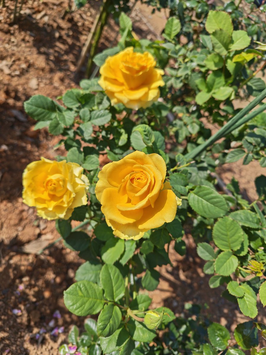 周周1688 tweet media