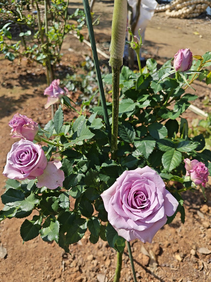 周周1688 tweet media