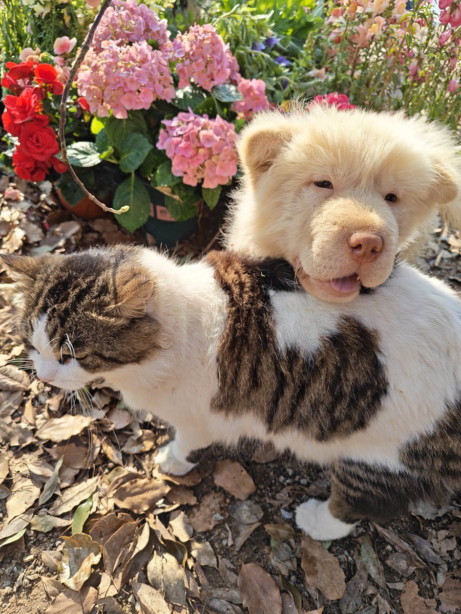 周周1688 tweet media