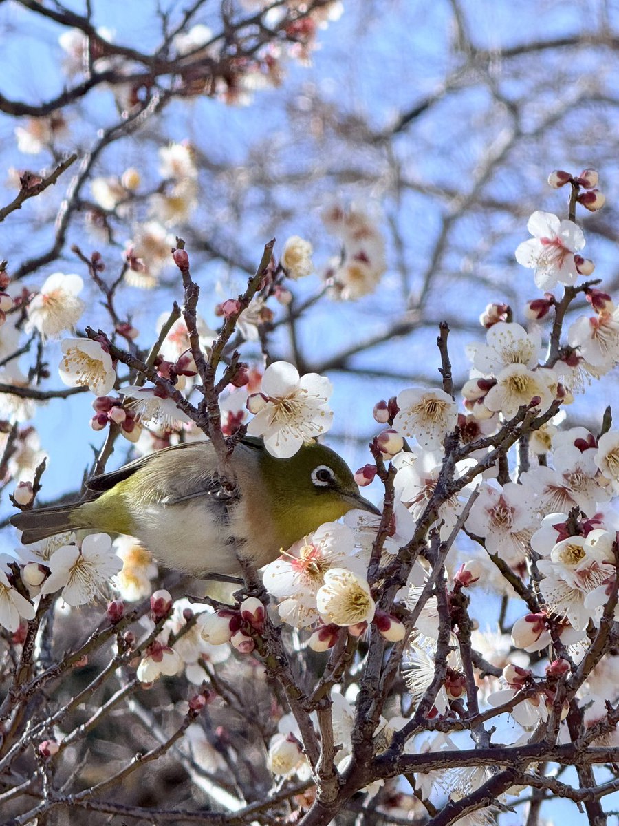 HANA・BIYORI 【公式】 (@Hanabiyori8717) / Posts / X