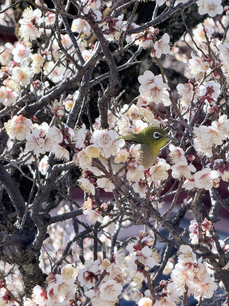 HANA・BIYORI 【公式】 (@Hanabiyori8717) / Posts / X