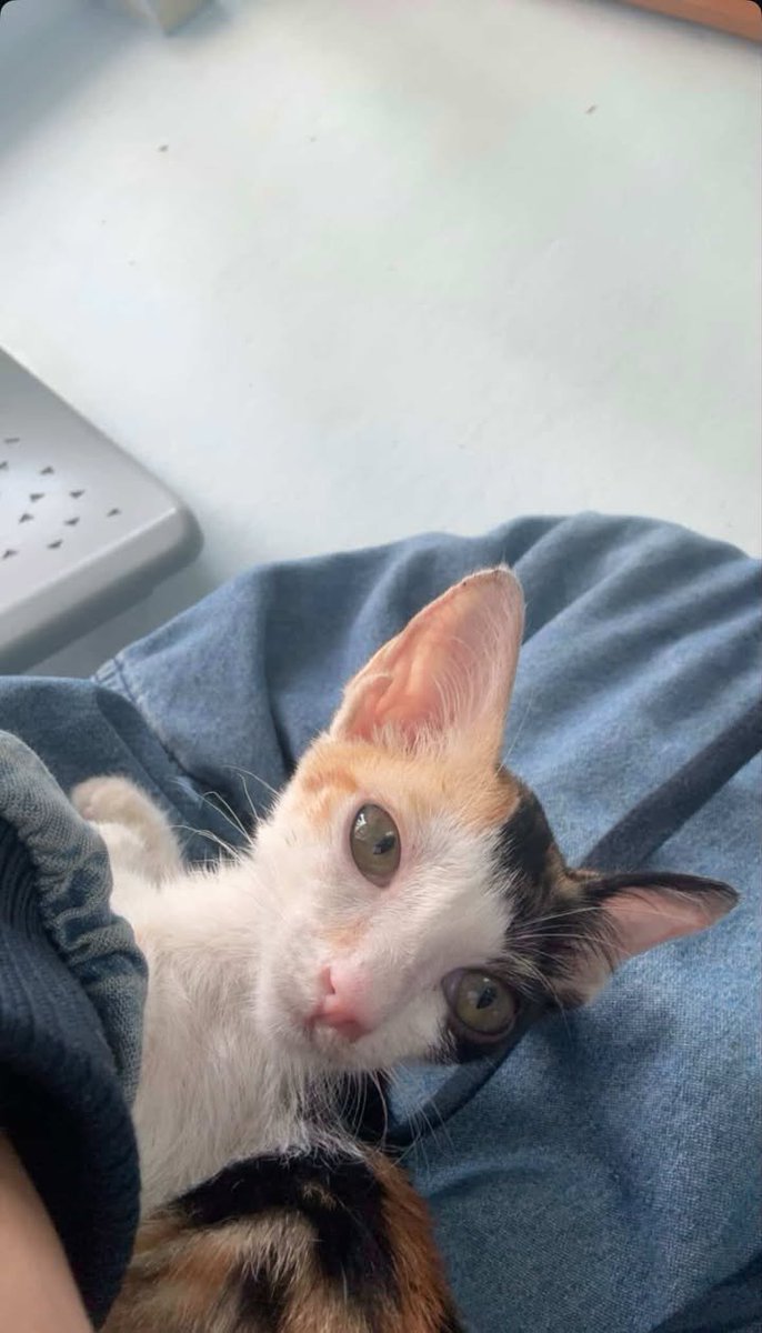 CatsterClub's tweet image. 🏠 หาบ้านให้น้องแมว 🏠 (ฝากประกาศ)

น้องเป็นแมวจรค่ะ อายุประมาณราวๆ1-2เดือน เพศหญิง 
อันนี้รูปน้องค่ะ ตอนนี้น้องป่วย วินิจฉัยเบื้องต้นว่าเป็นหวัดค่ะ ไม่มั่นใจว่ามีโรคแทรกซ้อนไหม
ยินดีรักษาให้น้องหายป่วยก่อนส่งค่ะ

อยู่แถวๆอ่อนนุช/บางจากค่ะ
เบอร์ติดต่อ0968863475ค่ะ