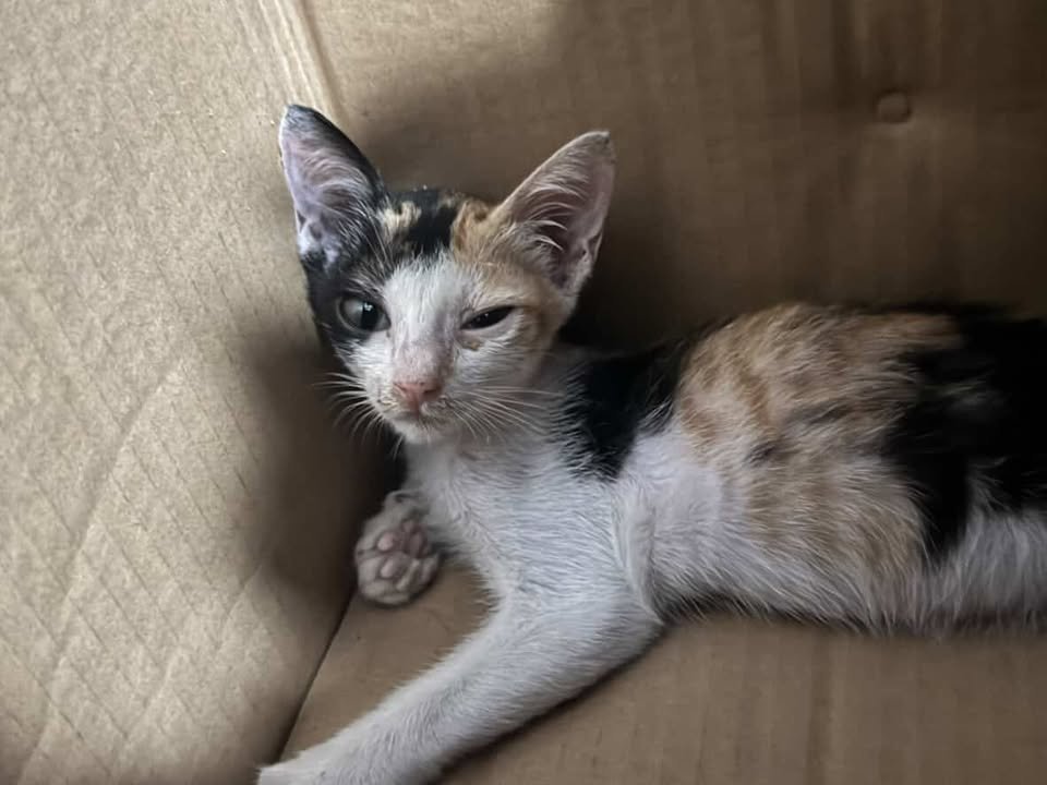 CatsterClub's tweet image. 🏠 หาบ้านให้น้องแมว 🏠 (ฝากประกาศ)

น้องเป็นแมวจรค่ะ อายุประมาณราวๆ1-2เดือน เพศหญิง 
อันนี้รูปน้องค่ะ ตอนนี้น้องป่วย วินิจฉัยเบื้องต้นว่าเป็นหวัดค่ะ ไม่มั่นใจว่ามีโรคแทรกซ้อนไหม
ยินดีรักษาให้น้องหายป่วยก่อนส่งค่ะ

อยู่แถวๆอ่อนนุช/บางจากค่ะ
เบอร์ติดต่อ0968863475ค่ะ