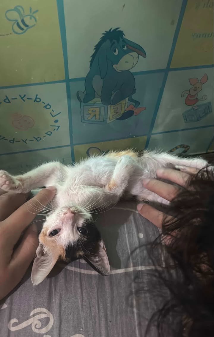 CatsterClub's tweet image. 🏠 หาบ้านให้น้องแมว 🏠 (ฝากประกาศ)

น้องเป็นแมวจรค่ะ อายุประมาณราวๆ1-2เดือน เพศหญิง 
อันนี้รูปน้องค่ะ ตอนนี้น้องป่วย วินิจฉัยเบื้องต้นว่าเป็นหวัดค่ะ ไม่มั่นใจว่ามีโรคแทรกซ้อนไหม
ยินดีรักษาให้น้องหายป่วยก่อนส่งค่ะ

อยู่แถวๆอ่อนนุช/บางจากค่ะ
เบอร์ติดต่อ0968863475ค่ะ