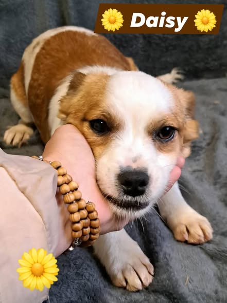 DNVSaveanimals tweet media