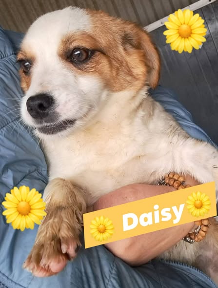 DNVSaveanimals tweet media